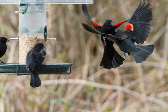 Red Winged Blackbird- Flickr CC